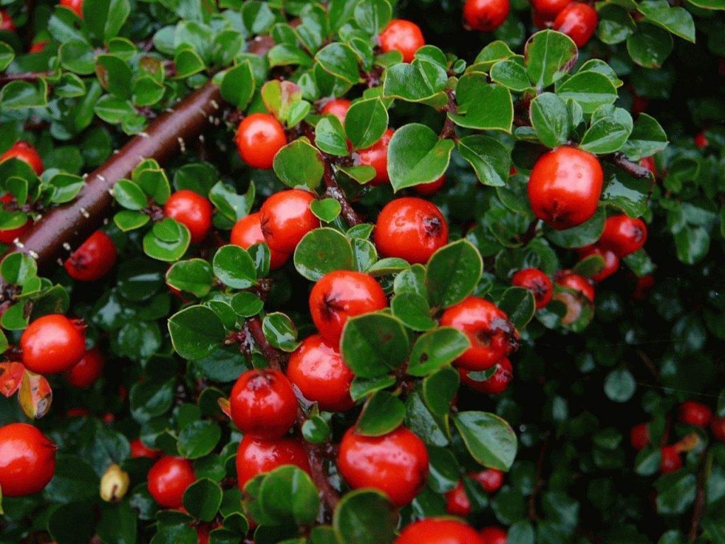 Cotoneaster descripción de un arbusto ornamental foto plantación y