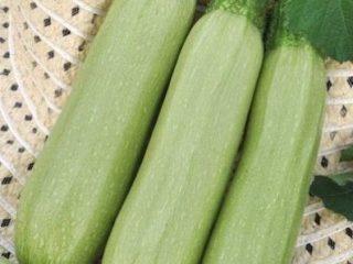 Courgette Casanova F1