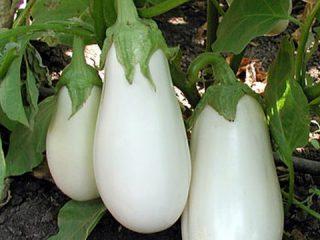 Variedades de berinjela branca
