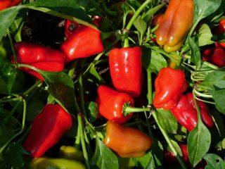 Paprika's - vroege variëteiten voor buitengebruik