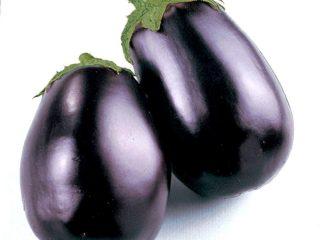 Aubergine Black Beauty