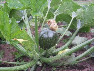 Courgette Bal