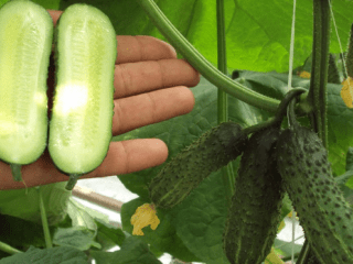 Variedades partenocárpicas de pepinos para terreno aberto