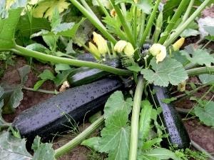 Courgette Zwart knap