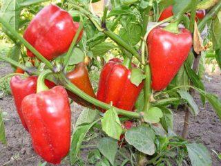 Variedades de pimenta doce de amadurecimento precoce para a Sibéria