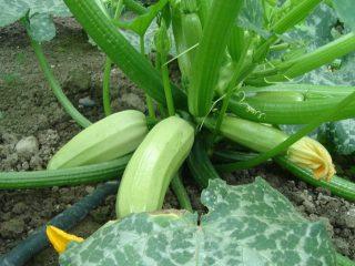 Soorten courgette voor de regio Moskou voor open terrein