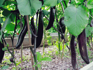 Auberginekoning van het noorden F1