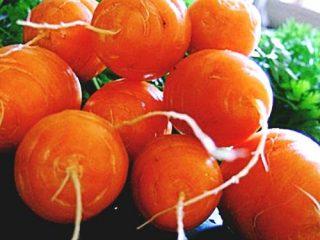 Cenouras curtas e grossas