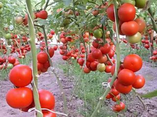 Tomates indeterminados - as melhores variedades