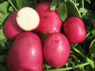Patate Rosse Scarlatte