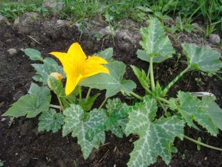 Come piantare piantine di zucchine in piena terra