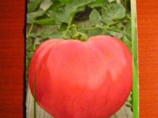 Tomato Pink Whale