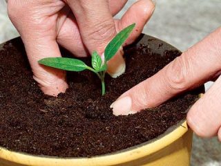 Come immergere le piantine di melanzane