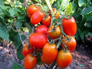 Varietà di pomodori prugna