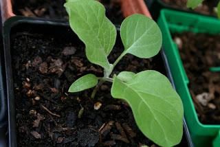 Hvornår skal man så ægplanter til kimplanter i Sibirien