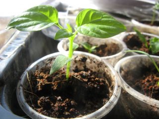 Wanneer paprika's voor zaailingen planten in 2021