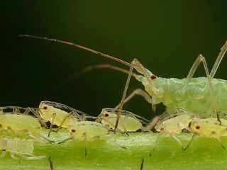 Kaip gydyti paprikos daigus iš kenkėjų