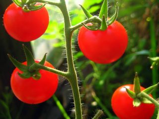 Cherrytomater: beskrivelse af sorter med fotos