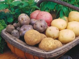 Produktyviausios bulvių veislės Maskvos regionui