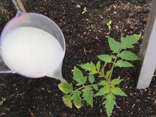 Cómo regar las plántulas de tomate con levadura.