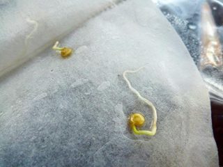 Preparando sementes de pimenta para semear mudas