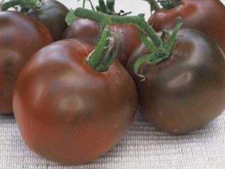 Pomodoro Black Prince
