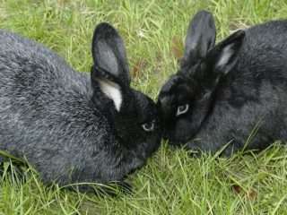 Races de lapins pour l'élevage à domicile: caractéristiques + photos