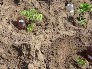 Op welke afstand tomaten in de kas planten