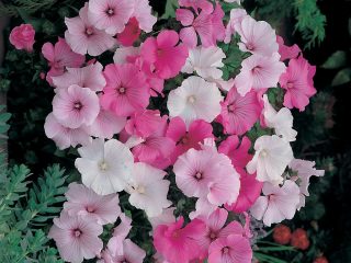 Lavatera: plantning og pleje