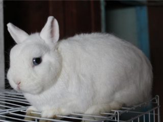 Races de lapins décoratifs avec photos et noms