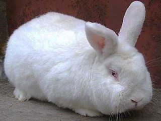 Races de lapins pour la reproduction pour la viande