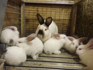 Lapins de Californie: élevage à domicile