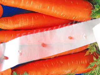 Cómo plantar zanahorias correctamente en papel higiénico.