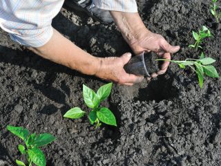 Molho superior de pimenta após o plantio