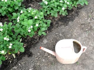 Mga pataba para sa pag-aayos ng mga strawberry