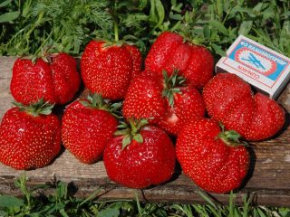 Maagang mga strawberry: ang pinakamahusay na mga pagkakaiba-iba