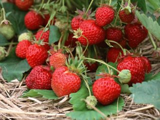 Mataas na nagbubunga ng mga strawberry