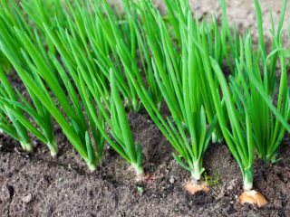 Fertilizzante per cipolle su una piuma