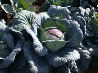 Cabbage Amager 611: beoordelingen + beschrijving van de variëteit