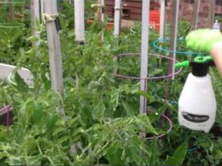 Rociar tomates con ácido bórico para el ovario.