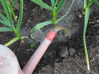 Fertilizzanti per aglio primaverile