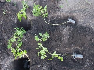 Overwoekerde tomatenzaailingen - hoe te planten