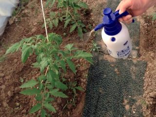 Pulverizarea roșiilor cu zer cu iod