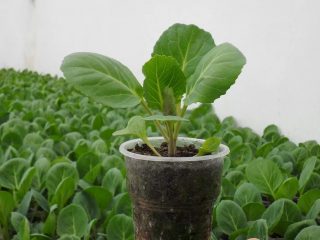 Witte kool juni: wanneer zaailingen planten