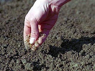 Como plantar cenouras para germinar mais rápido