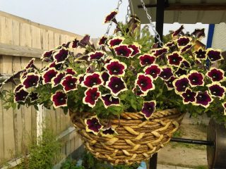 ¿Cuál es la diferencia entre petunia ampelosa y cascada?