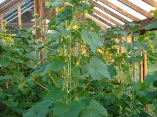 Condimento fogliare dei cetrioli durante la fruttificazione
