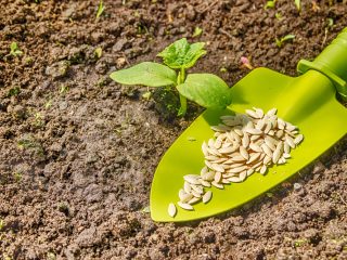Fertilizantes para pepinos