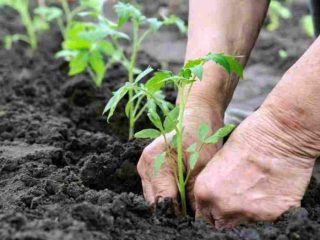 Plantarea roșiilor în teren deschis în Ural
