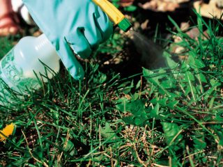 Erbicide împotriva buruienilor cu acțiune continuă și selectivă